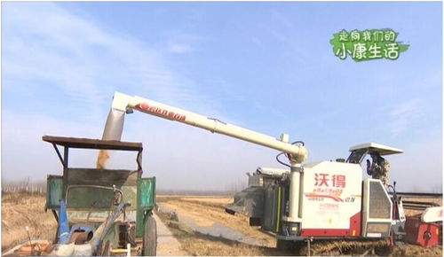 沭阳马厂 有机稻米蒸出幸福生活，大米色选机点亮致富路